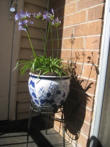 An Agapanthus in a beautiful Chinese-motif planter. Nothing could be more perfect!